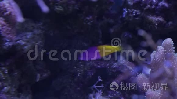 海洋生物的水下世界视频