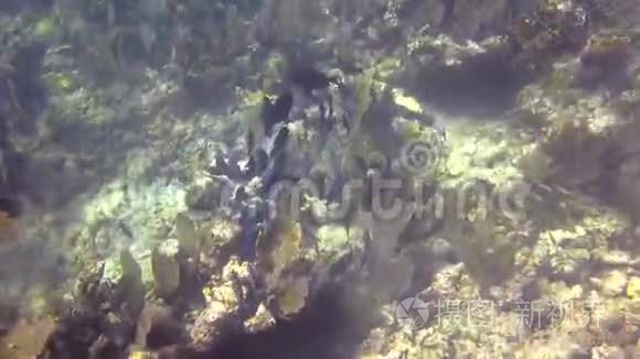在礁石上游泳的鱼群视频
