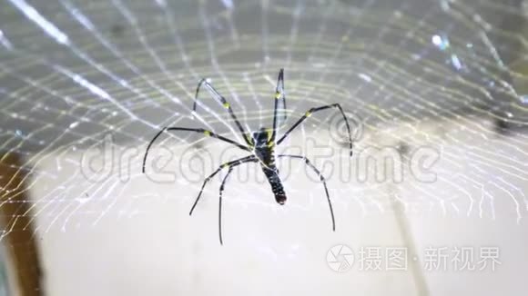 日本冲绳山上一只雌性巨型森林蜘蛛的慢动作短视频