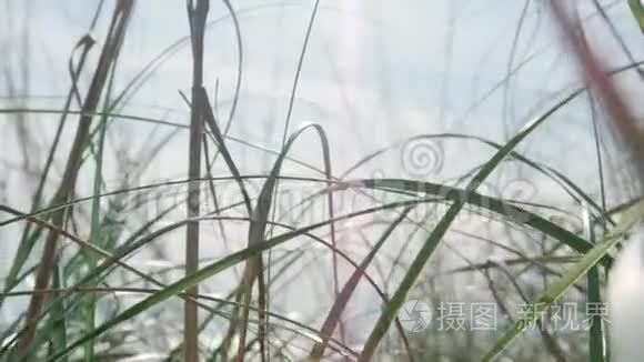 野草丛生视频