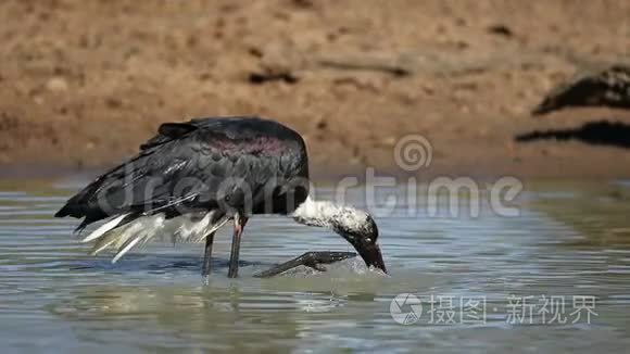 羊毛颈鹳洗澡视频