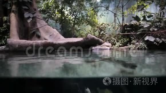 水族馆里的鱼和海洋植物。 一个五颜六色的水族馆，里面装满了石头、木枝和藻类