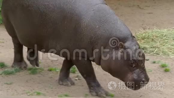 水库中的俾格米河马视频