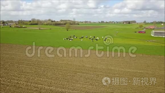 春天在草地上放牛视频