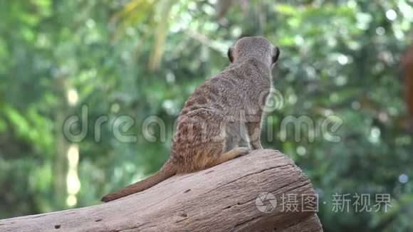 一种猫鼬野生动物视频