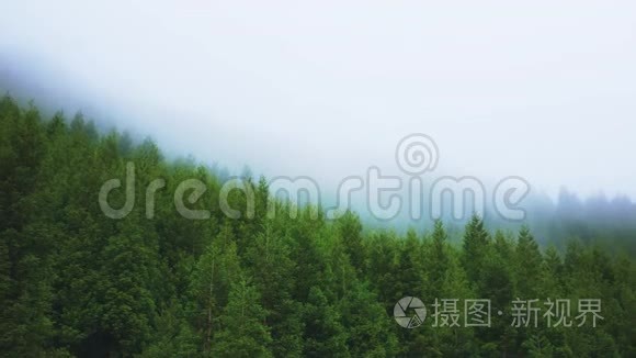针叶林在山腰的雾中迎风招展