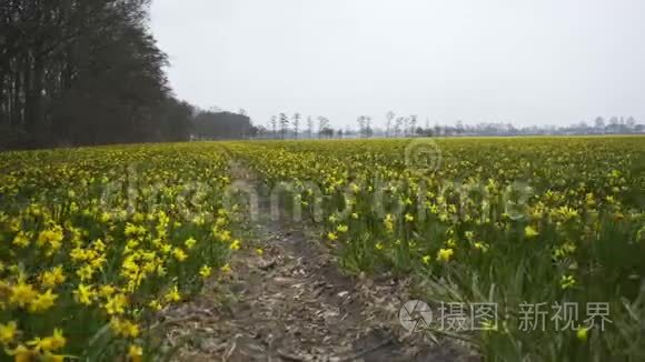 尼瑟兰的水仙花田视频