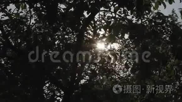 树枝后面阳光灿烂视频