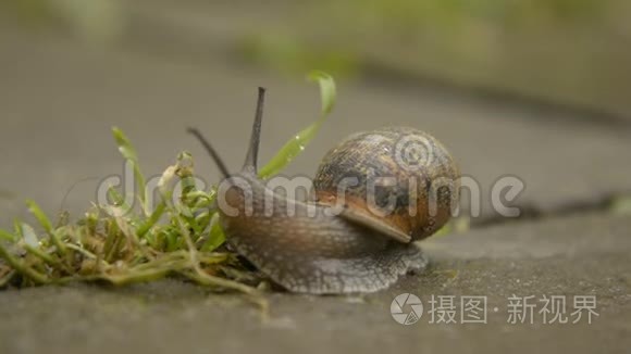 雨天过后，蜗牛在公园里散步