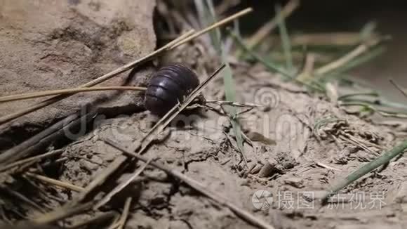 克里米亚陆地上的甲壳虫木虱视频