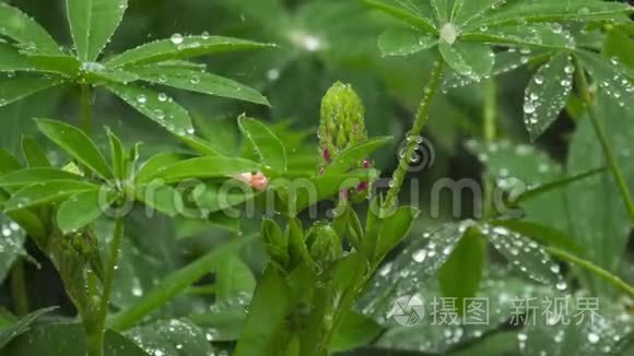 雨点羽扇豆视频