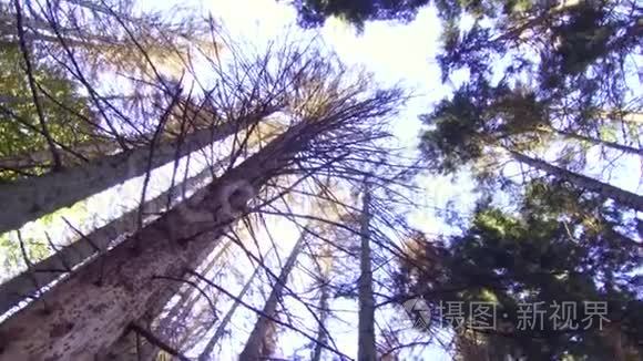 森林底部的枯树干枯视频