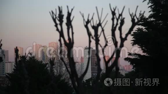 夕阳下树枝剪影和城市建筑视频