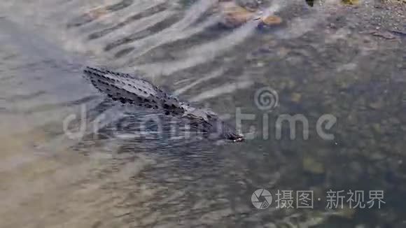 鳄鱼在河里游泳视频