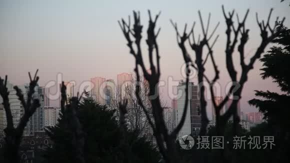 夕阳下树枝剪影和城市建筑视频