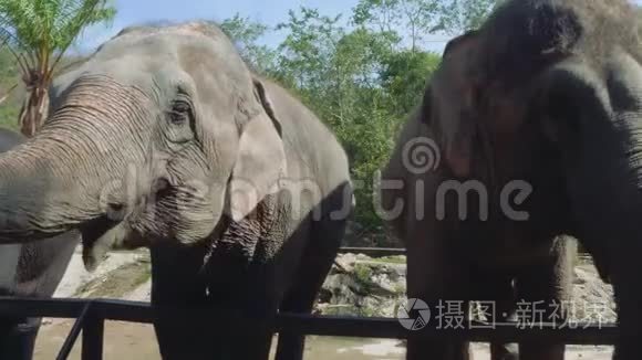 在泰国动物园里接近大象视频