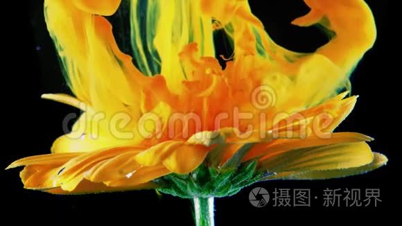 黄色的花朵在水下与绿色的墨水反应和创造抽象的云形。 可用作过渡