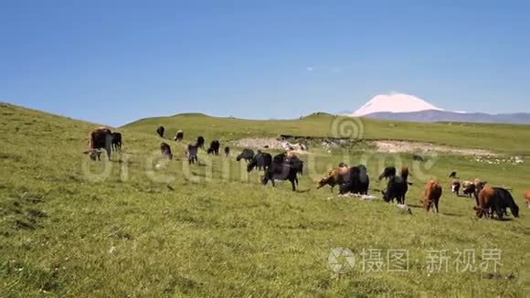 在一个阳光明媚的夏天，奶牛在北高加索Innal高原脚下的一个高山绿色悬崖上觅食。 这就是