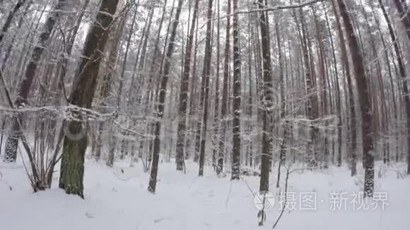 在覆盖着白雪的冬林中漫步视频