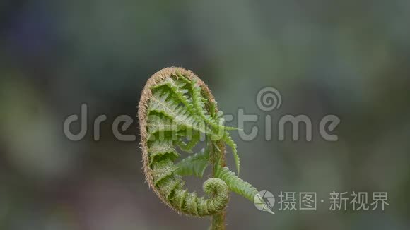 蕨类植物在自然界中生长视频