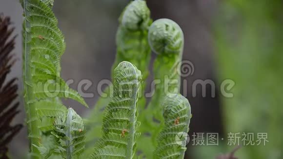 蕨类植物在自然界中生长视频