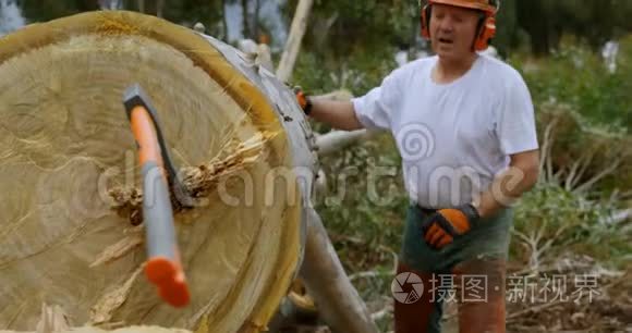 伐木工人站在倒下的树旁边视频