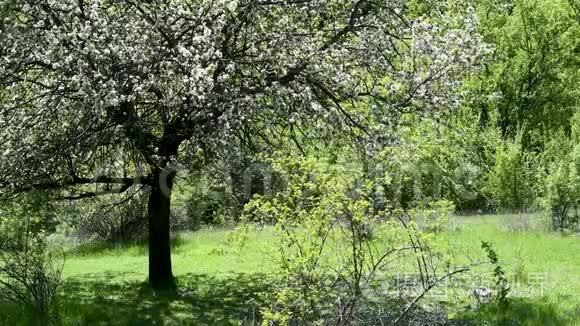 春天有梨花和粉红色的苹果树