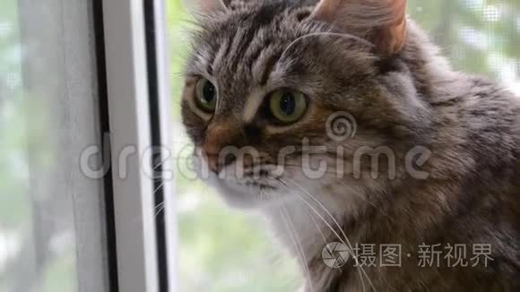 安哥拉猫看着窗外