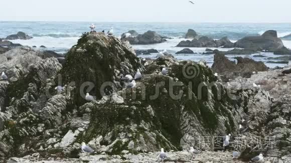 凯库拉岛一个殖民地的一群海鸥视频