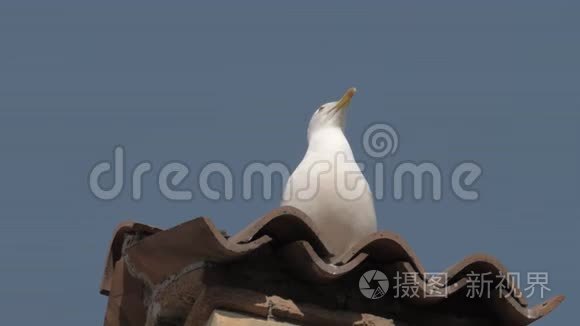 海鸥在意大利铺盖的屋顶上咆哮视频