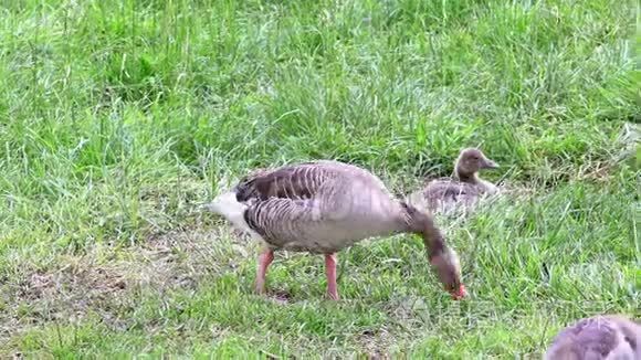 大雁一家人在湿地上散步视频