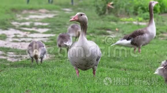 大雁一家人在湿地上散步视频