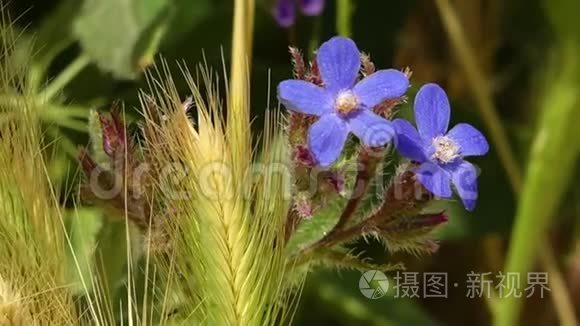 最接近蓝色野花