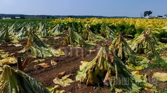 阿米什烟田正在收获视频