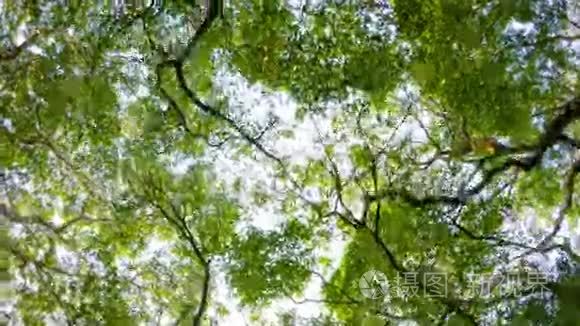 透过热带大树的树冠俯瞰天空视频