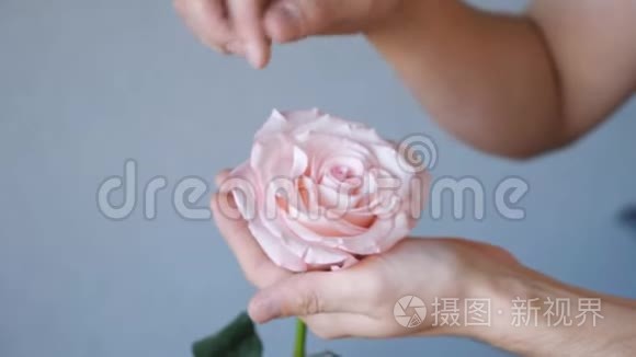 人类的手照顾玫瑰花瓣视频