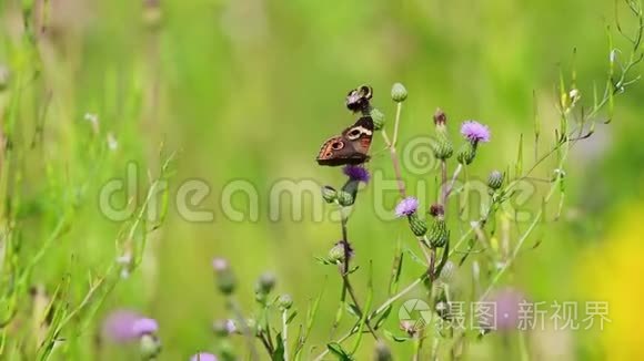 一只普通的布克基蝴蝶在一个夏天的早晨,在一片长满斑纹的浮萍的田野