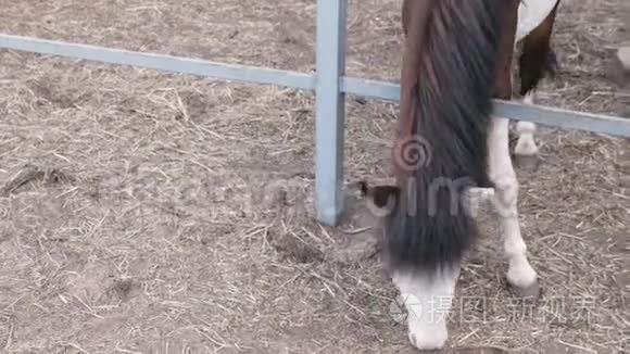 马从地上吃干草。 头部特写。