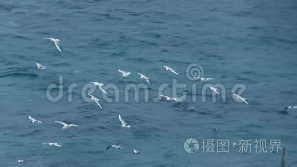 海鸥在海面上盘旋寻找食物视频