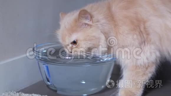 波斯猫饮水运动视频