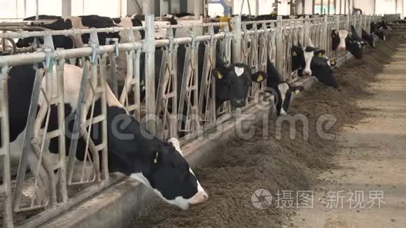 奶牛在牛奶场喂食视频