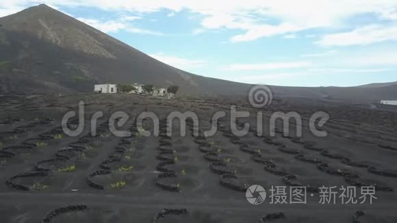 兰萨罗特黑火山土壤上的葡萄园。 在拉吉利亚葡萄酒种植的空中风景