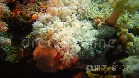珊瑚礁软珊瑚息肉捕获浮游生物视频