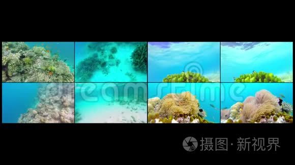 浅珊瑚礁上的海洋风光。 水下海洋视频。 小鱼游得很快，被