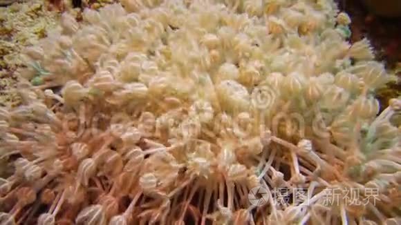 珊瑚礁软珊瑚息肉捕获浮游生物视频