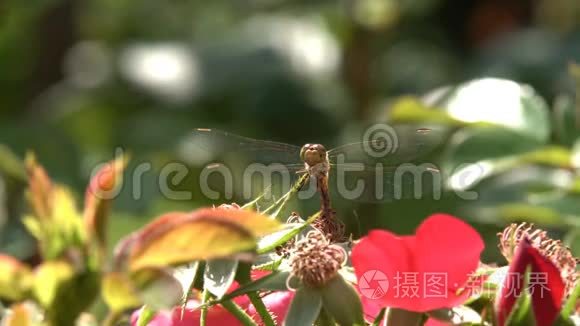 蜻蜓的昆虫坐在一朵花上。 宏观镜头。