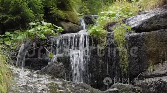 野生动物中的山泉。