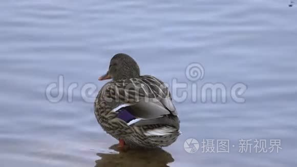 雌鸭坐在水中的石头上