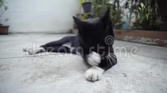 黑猫在水泥地上打扫视频