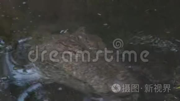 美国美洲鳄鱼在池塘里游泳视频